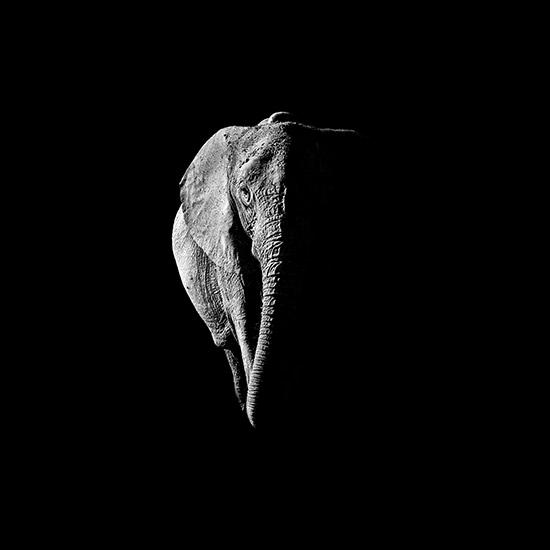 African Elephant Portrait - Cathy Withers-Clarke